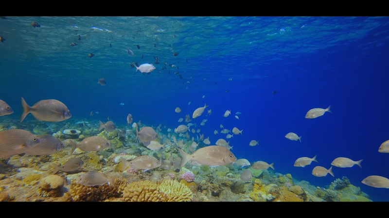 Vue des îles Australes — La faune marine emblématique, Polynésie française