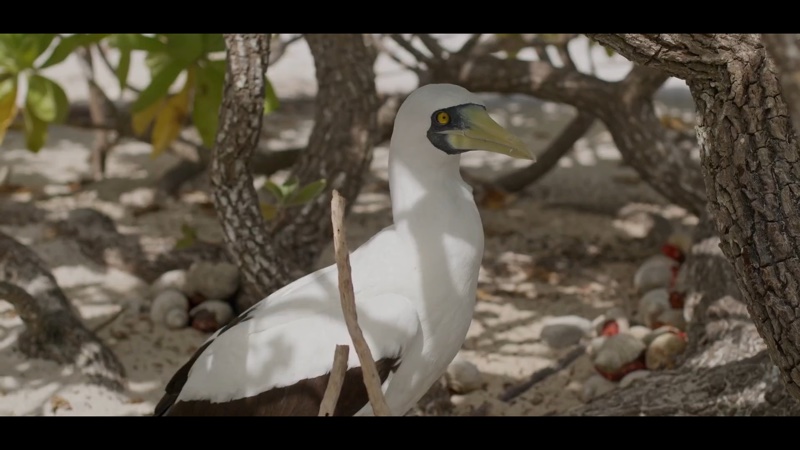 Vue des îles Australes — L’avifaune emblématique, Polynésie française