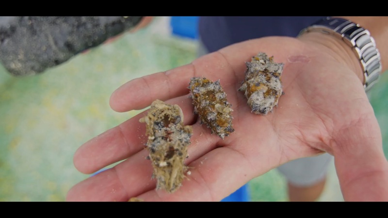 Vue des îles Australes — Les rori, concombres de mer, Polynésie française